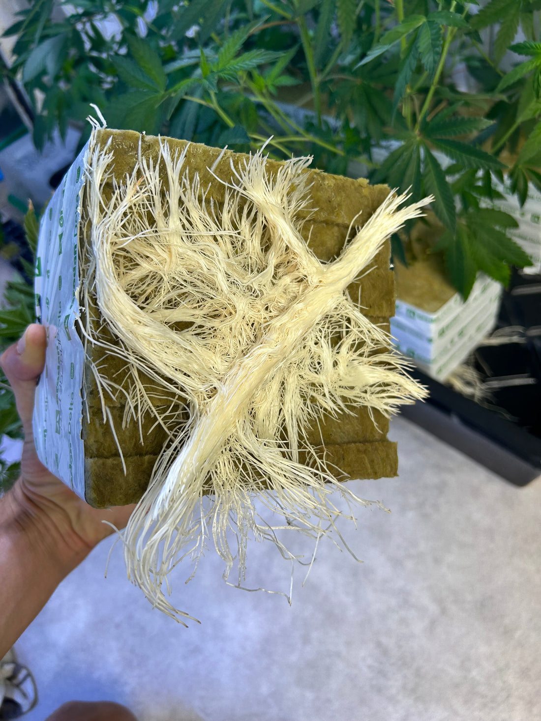 CBD hydroponique : pourquoi cette méthode de culture est-elle considérée comme l’excellence du CBD ?