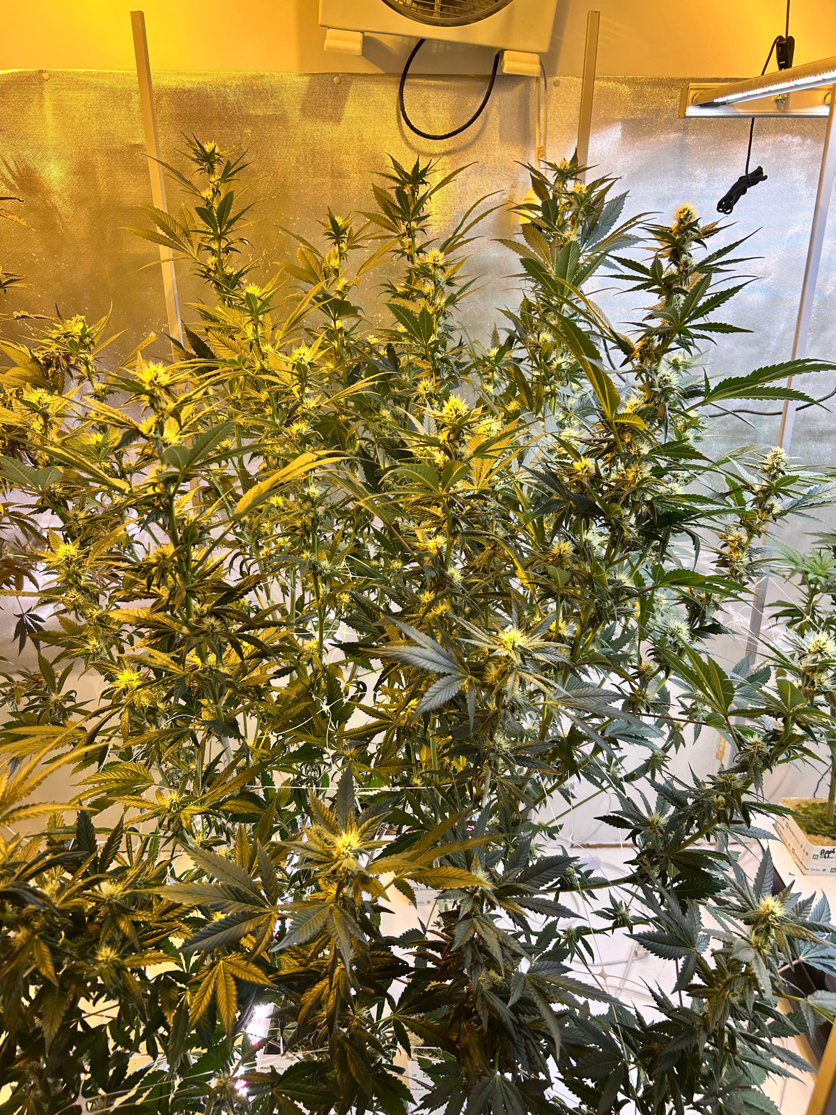 Début de floraison