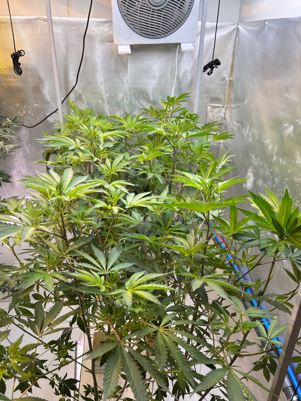 Transition florale