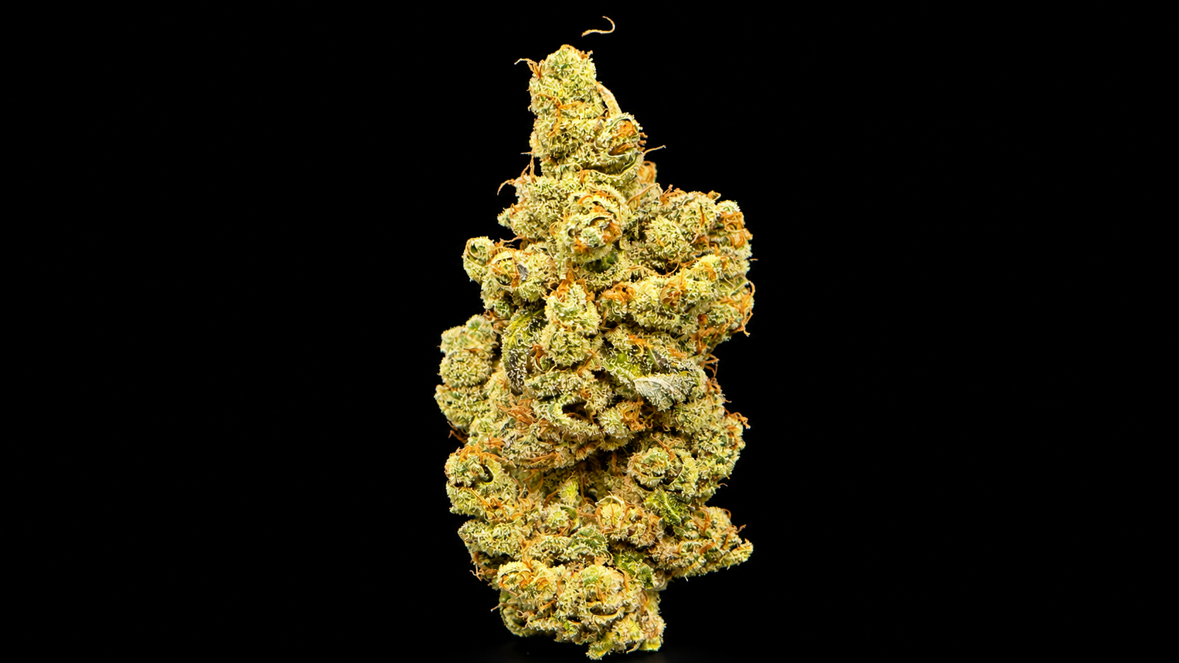 variétés signature Qalimax 
